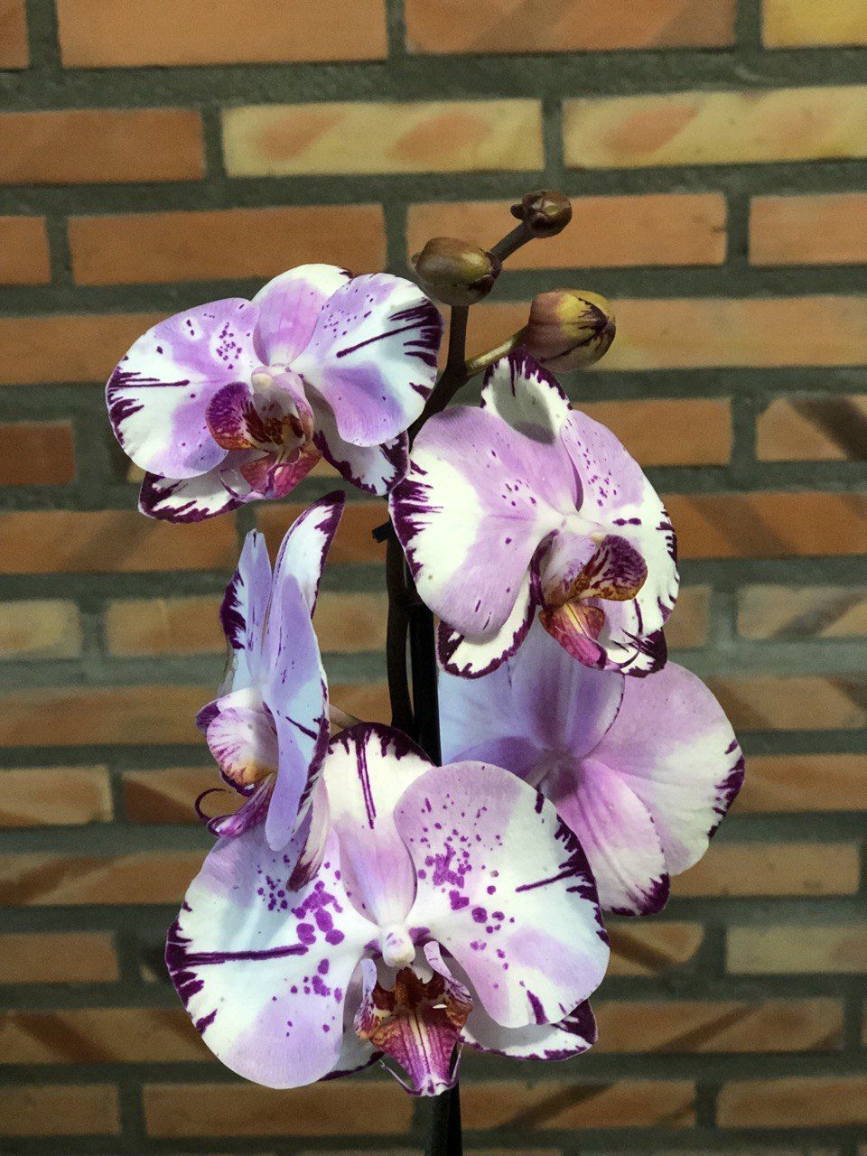 Ailos Aproxima | Orquídea Phalaenopsis Branca e Roxa