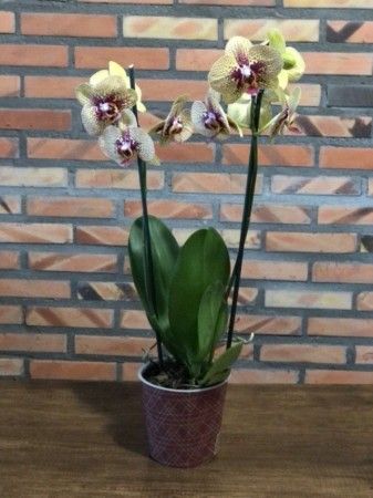 Orquídea Phalaenopsis Amarela