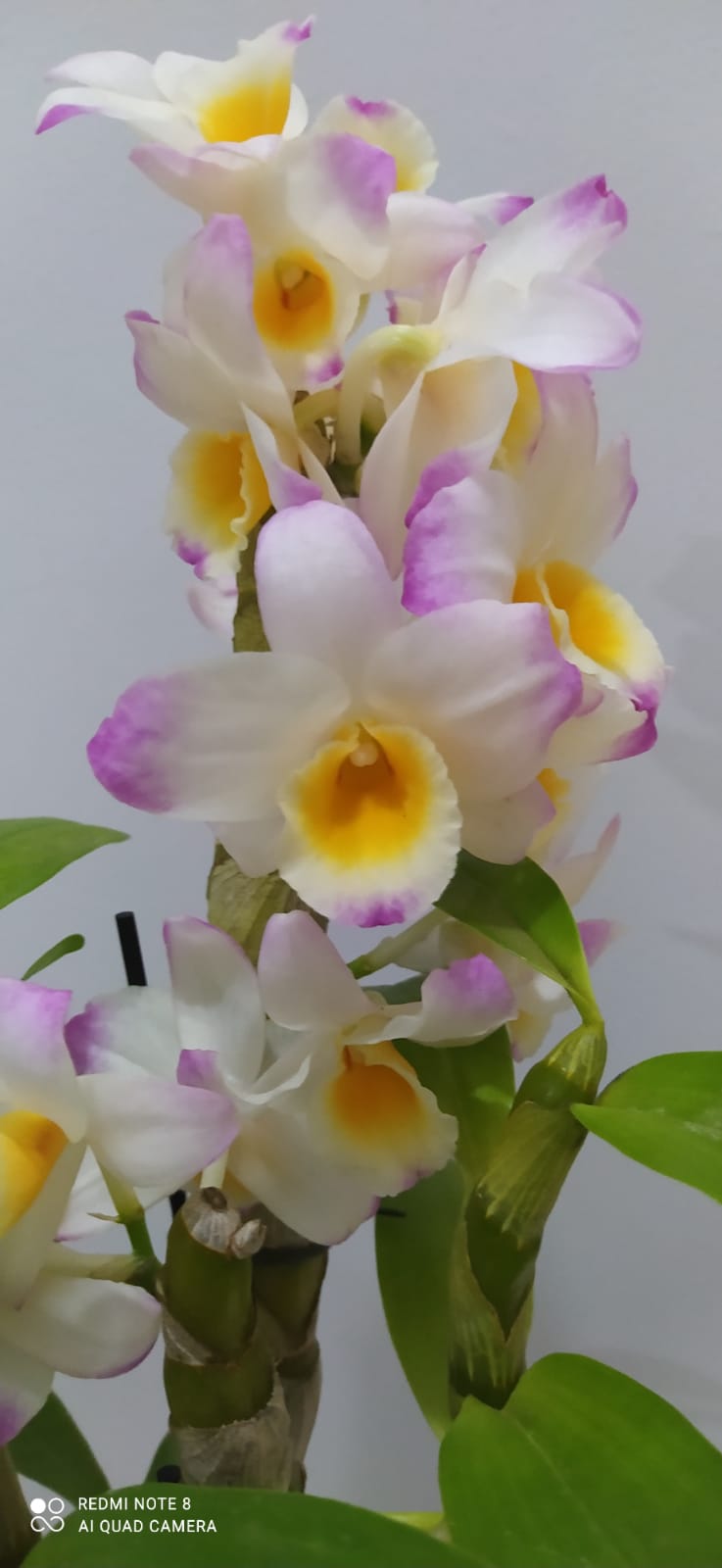 Ailos Aproxima | Orquídea - Dendrobium Nobile Adulto