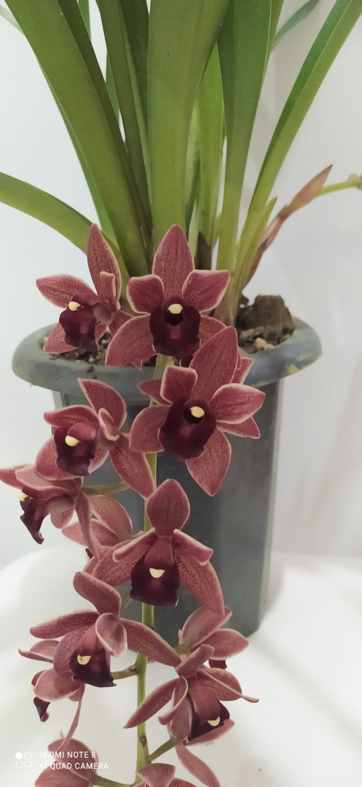 Ailos Aproxima | Orquídea - Cymbidium pendente Doroty Adulta