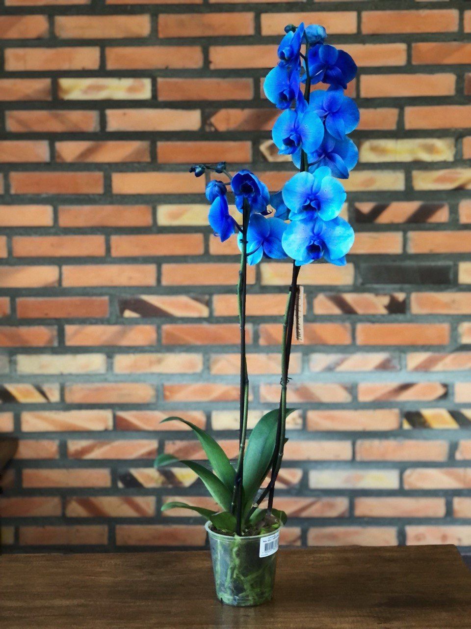 Ailos Aproxima | Orquídea Phalaenopsis Azul