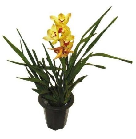 VASO ORQ. CYMBIDIUM ESMALT. GG AZUL PT18