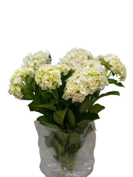 Hortênsia Branca (Caixa com 06 maços) - Hortênsia Branca - Mercado Botânico