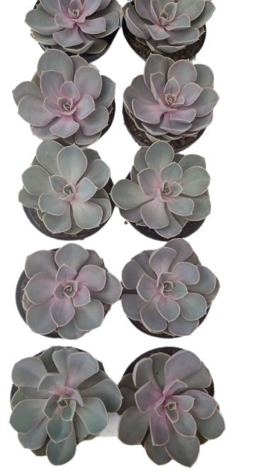 Suculenta Rosa Lilas Pt11 (Caixa com 10 unidades) - Suculenta Rosa Lilas  Pt11 - Mercado Botânico