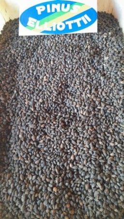 SEMENTE PINUS ELLIOTTI -1KG