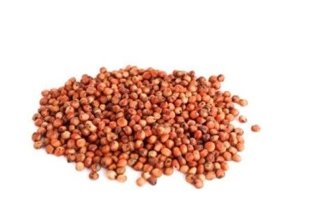 SORGO EM GRÃOS