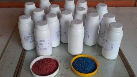 10000 SEMENTES EUCALIPTO DUNNI PELETIZADA