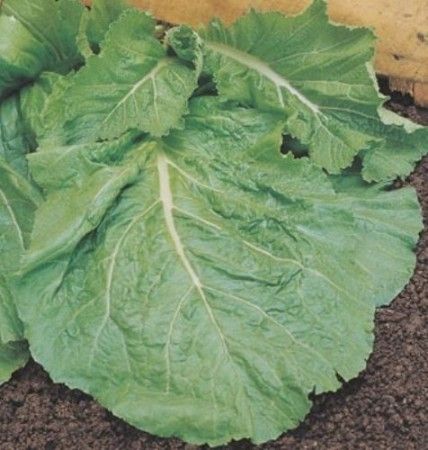 Mostarda Lisa da Florida 100G TopSeed