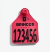 BRINCO BOVINO G VERMELHO - Brincos Manejo
