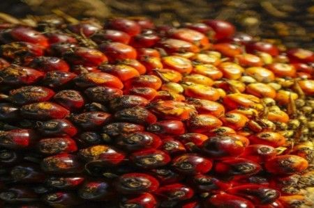 Mesa Redonda do Óleo de Palma Sustentável (RSPO)| Interpretação - AO VIVO  - 18 Horas/Aula
