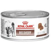 Ração Royal Canin Lata Canine e Feline Veterinary Diet Recovery Wet - 195 g